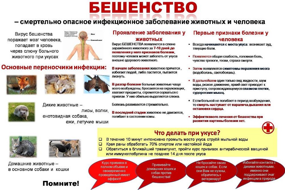 Бешенство.